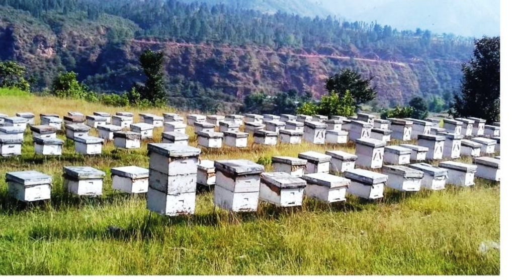 मौरी चराउन चितवनका चिउरी पाखामा किसान
