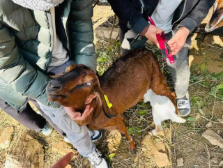आँबुखैरेनीमा निःशुल्क पशुबिमा कार्यक्रम लागु
