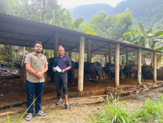 चितवनको इच्छाकामना गाउँपालिकाद्वारा गाईभैँसीको बिमा र सुत्केरी स्याहार भत्ता