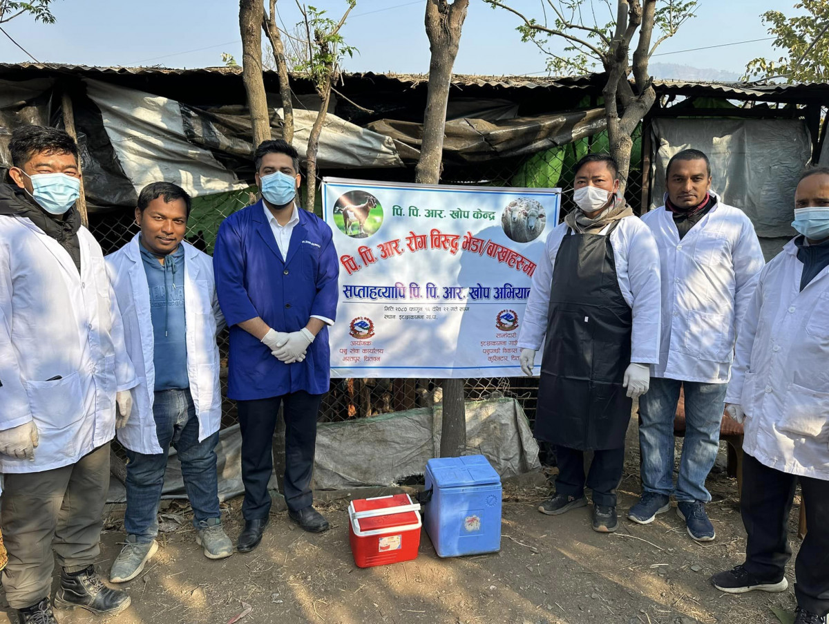 इच्छाकामना गाउँपालिकाका १८ हजार बाख्रालाई पिपिआर रोग विरुद्धको खोप लगाइयो