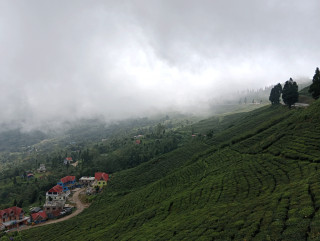 सूर्योदय नगरपालिकामा प्राङ्गारिक चियाखेती अभियान