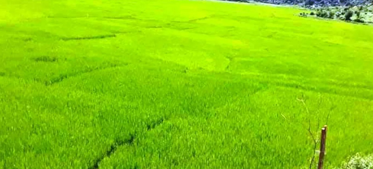 बागलुङमा धान उत्पादनमा बढ्यो