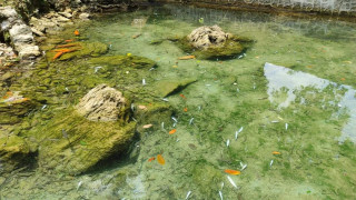 आँबुखैरेनीस्थित आँदीमुलको पोखरीमा माछा मर्‍यो, मरेकाे माछालाई पाेखरीबाट झिकियाे