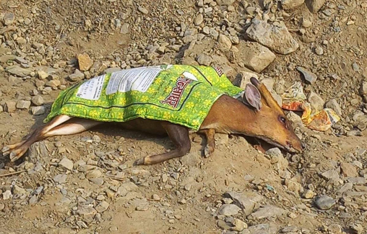 इच्छाकामनाको लेवाटारमा माइक्रो बसको ठक्करबाट रतुवा मृग मर्‍यो