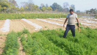 तरकारी खेतीबाट वार्षिक ८ लाखको बचत