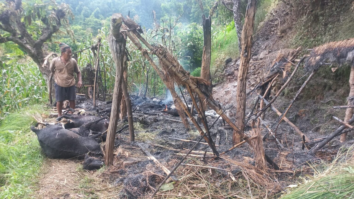 शहिद लखनको देउराली छापको एक गोठमा आगलागी हुदाँ ६ वटा बाख्रा मरे