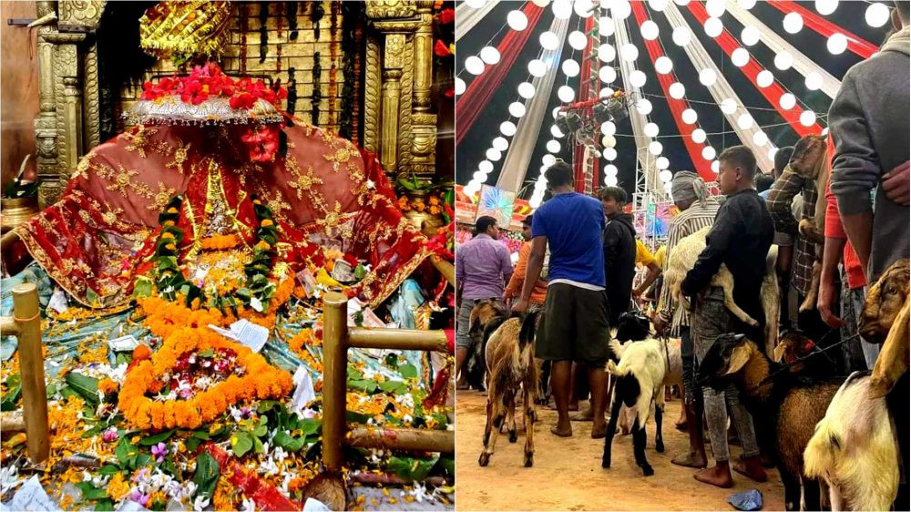 शक्तिपीठमा एक हजार राँगा बोकाको बलि