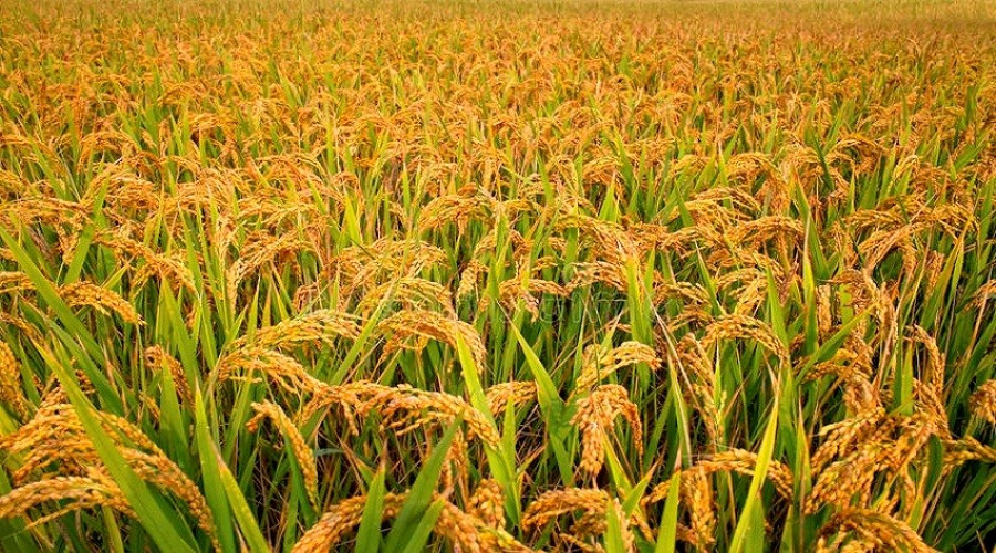 गोरखामा गत बर्ष ४१ हजार बढी मेट्रिक टन धान उत्पादन