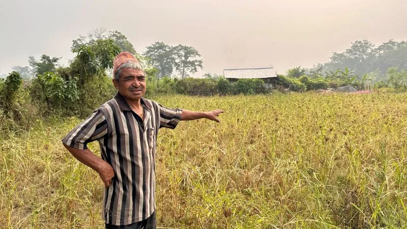 खोरियागाउँ जसलाई कोदो खेतीले धानेको छ