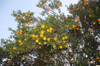 इच्छाकामनाका सुन्तला बोटबाटै बिक्री