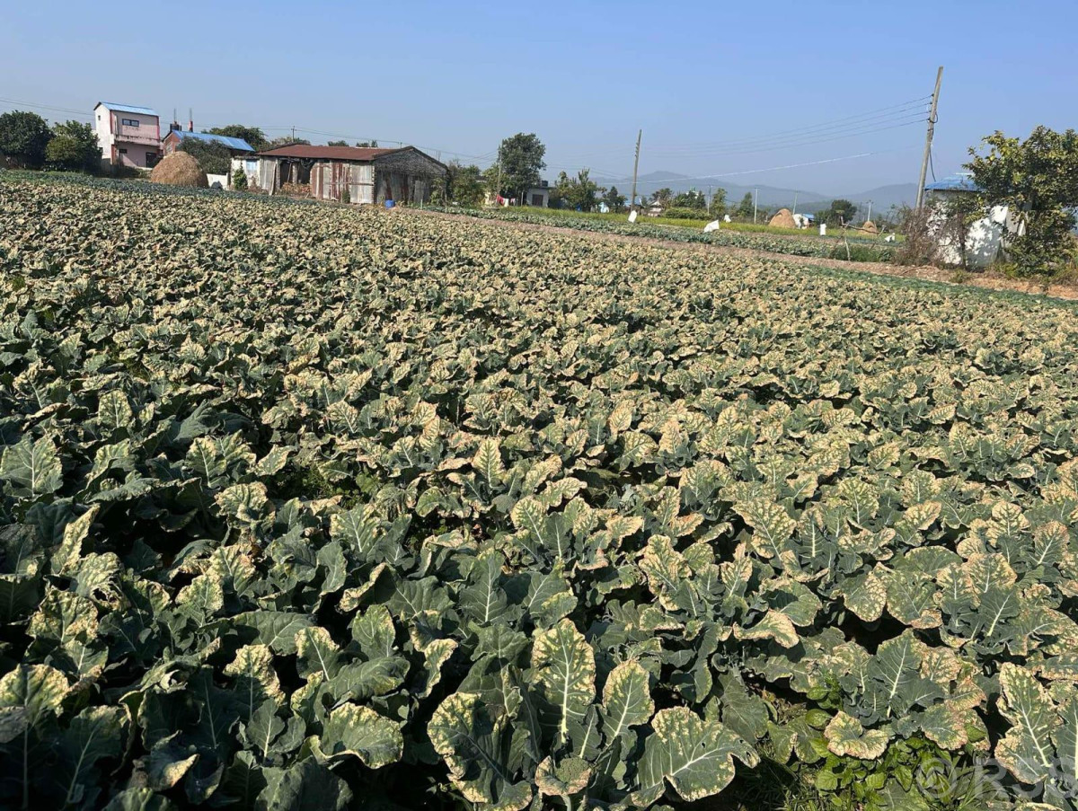 चितवनमा  बन्दा र काउलीमा नयाँ रोग देखा , परीक्षणका लागि दोस्रोपटक नमूना पठाइयो