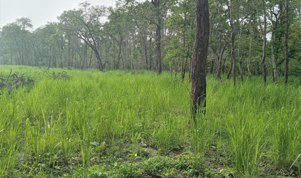 चितवन राष्ट्रिय निकुञ्जमा घाँसेमैदान व्यवस्थापन सुरू