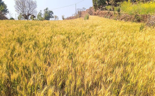 १५ वर्षपछि आँबुखैरेनीमा फेरि थालियो सामूहिक गहुँखेती