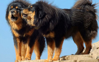 नेपालको भोटे कुकुरलाई अन्तर्राष्ट्रिय मान्यता