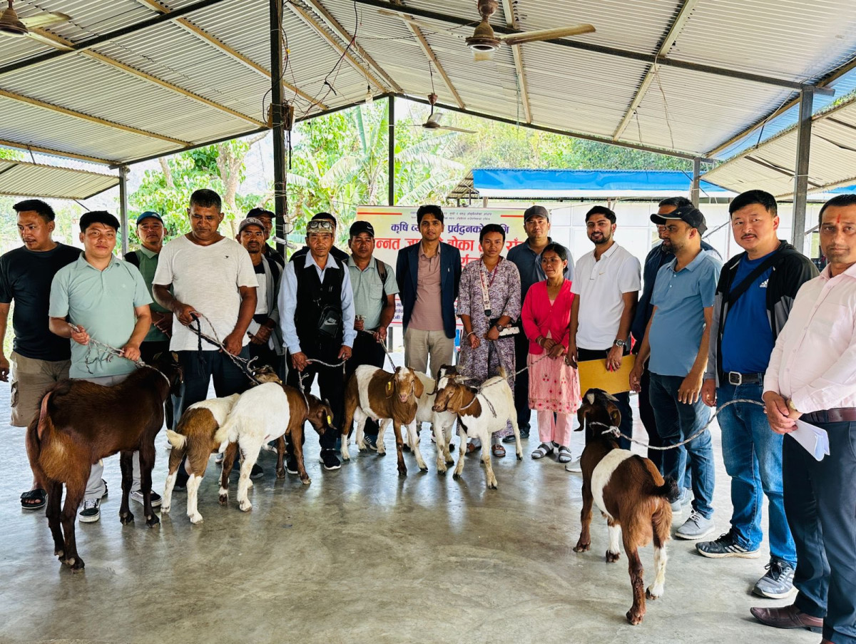 आँबुखैरेनीमा कृषक समुहहरुलाई उन्नत जातको ब्याड बोका वितरण