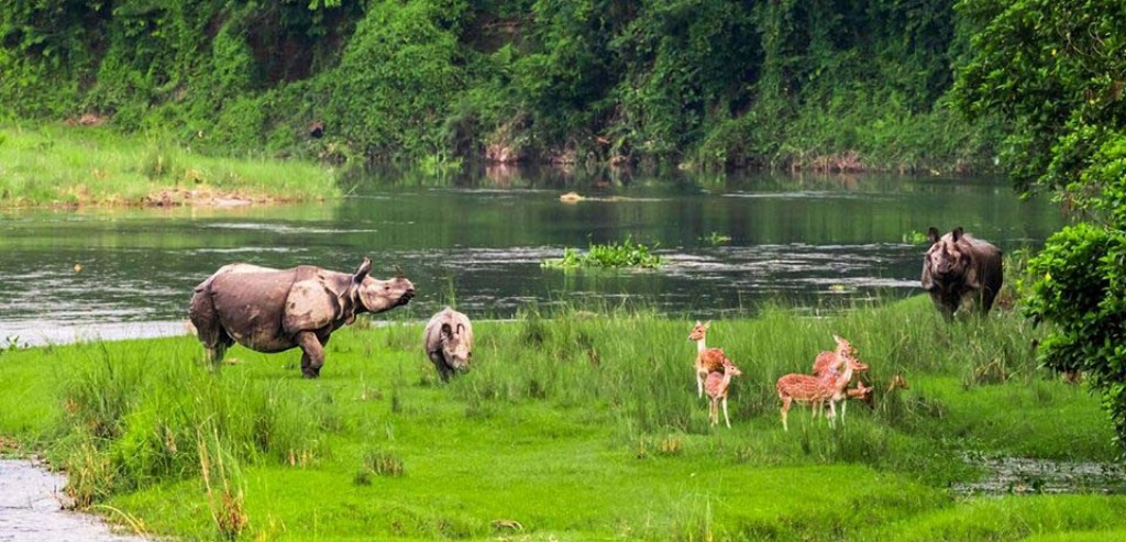 चितवन निकुञ्ज वरपर चोरीसिकारी नियन्त्रण गर्न ‘स्पाई क्यामेरा’ जडान