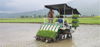 चितवनमा धान रोप्न मेसिनको प्रयोग बढ्दो