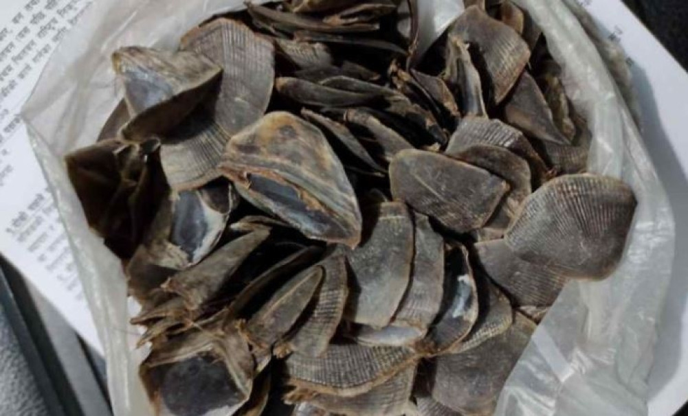 सालकको खपटासहित चितवन निकुञ्जबाट ५ जना पक्राउ
