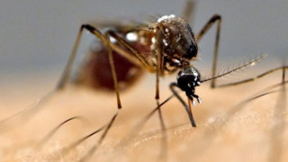 जापनिज इन्सेफलाइटिसबाट नवलपुरमा एक जनाको मृत्यु