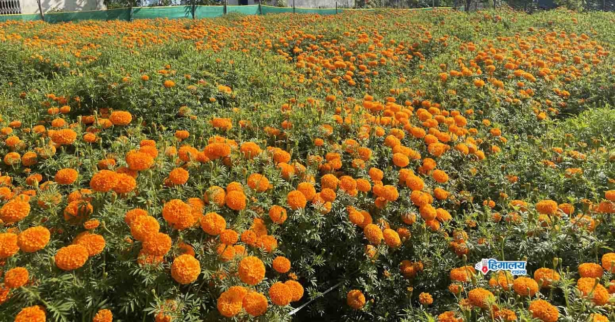 चितवनमा सयपत्री फूलको माग बढ्याे, किसानहरू उत्साहित
