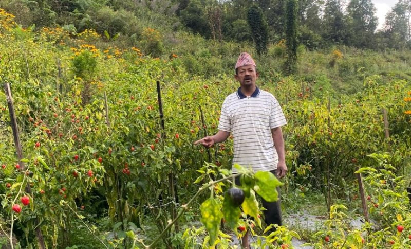 गाउँघरमै कृषि पेसाबाट लाेभलाग्दाे कमाइ