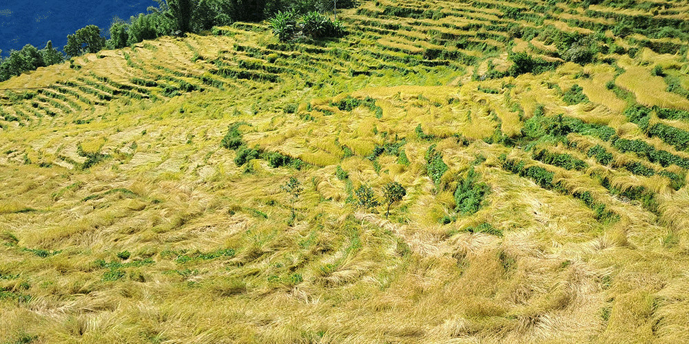 खोटाङमा ७० प्रतिशत धानबालीमा क्षति, भोकमरीको चिन्ता