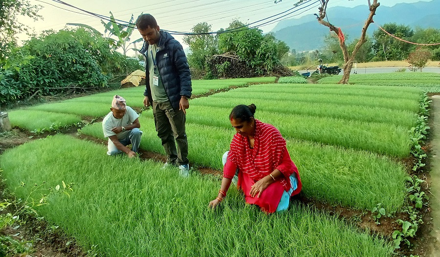 प्याजको बिरुवा बेचेर एक लाख बढी आम्दानी