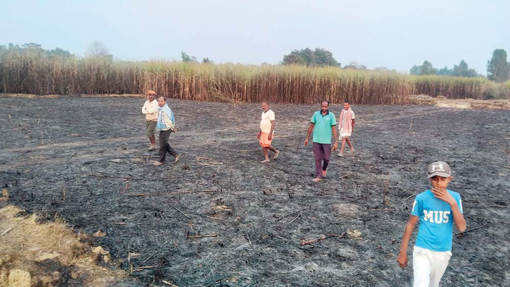 एक करोडभन्दा बढीको उखु जल्यो