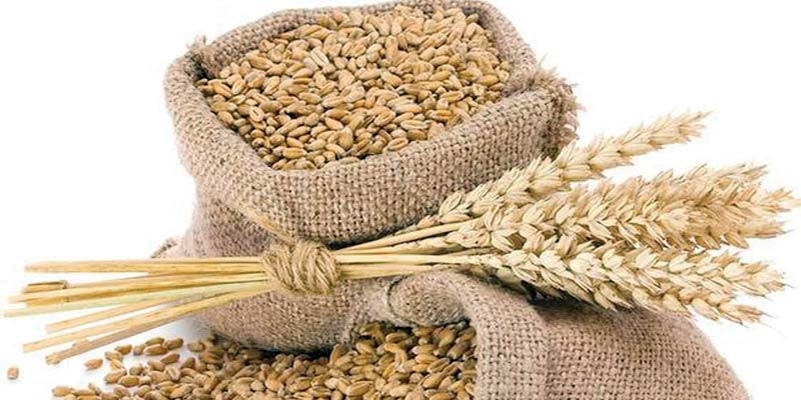 गहुँको मूल्यमा गिरावट ,समर्थन मूल्य तोक्न किसानको आग्रह