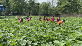 चेपाङ केन्द्रभित्र फलफूल तथा तरकारी उत्पादन