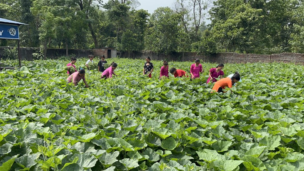 चेपाङ केन्द्रभित्र फलफूल तथा तरकारी उत्पादन