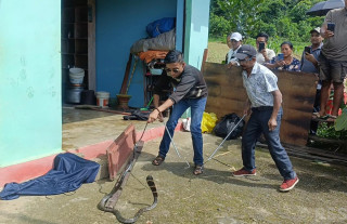 डसेको सर्पलाई नै सुरक्षित उद्धार गर्ने बुबाछोरा