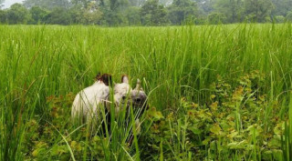 चितवन राष्ट्रिय निकुञ्जको मध्यवर्ती क्षेत्रमा पचास हेक्टर वन क्षेत्रमा टाइगर सेन्चुरी