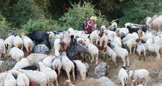 गाउँपालिकाद्धारा भेडापालनका लागि स्थानीयलाई अनुदान