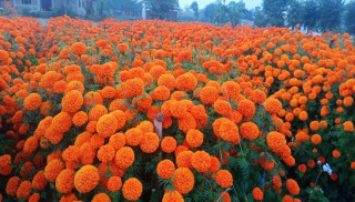 तिहारसम्म सयपत्री फूल जोगाउन किसानलाई चिन्ता