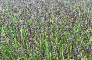 बाँकेमा सुगन्धित र स्वादिलो कालानमक जातको धानको संरक्षण गरिँदै