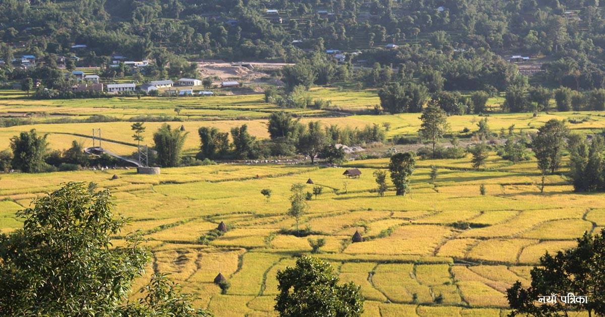 उच्च पहाडी र हिमाली क्षेत्रमा हिमपातको सम्भावना,धान नकाट्न विभागको आग्रह